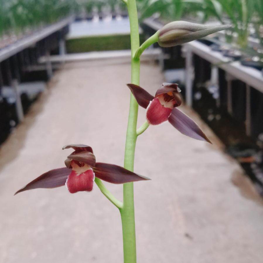 墨兰紫宸原生老种浓香型室内花卉绿植盆栽好养易活红舌红花，让你家变成植物园！-国兰-淘宝好物网