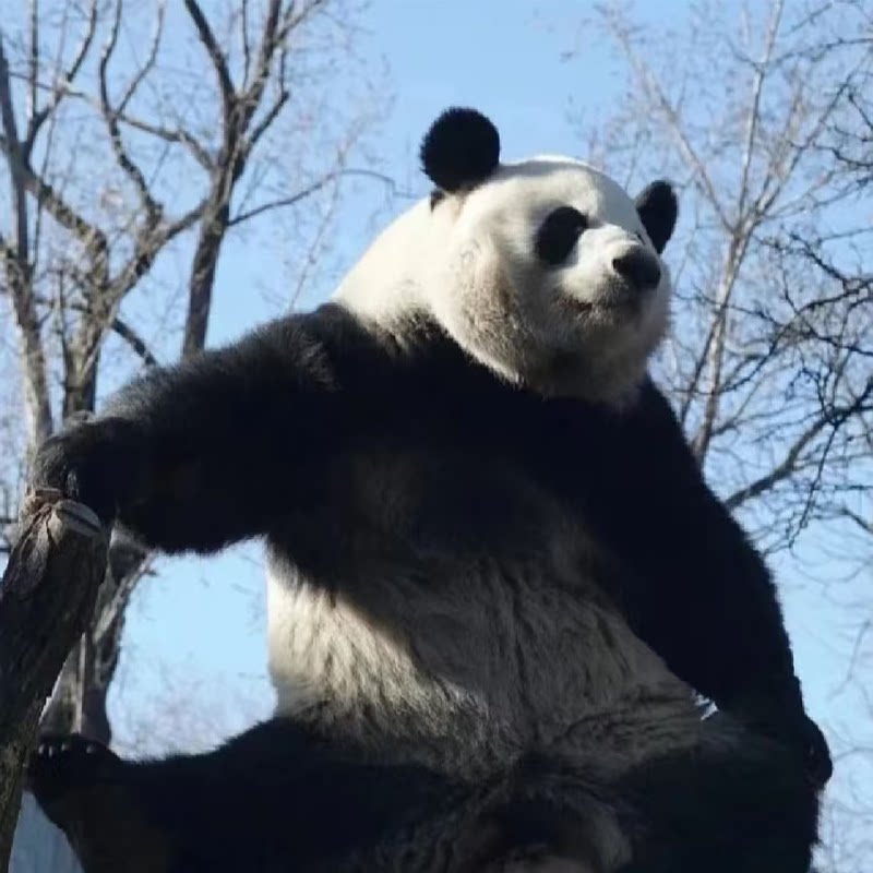 小熊猫简约家居