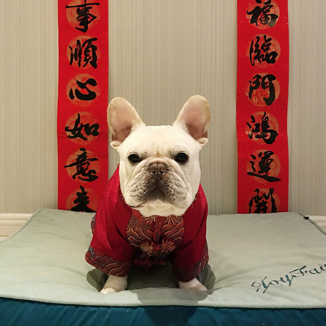 Fau Chinese New Year Clothes Auspicious Clothes Brockkup Sketch Sleeve Clothing Clothes Cotton Healing Method Red Bangrobe