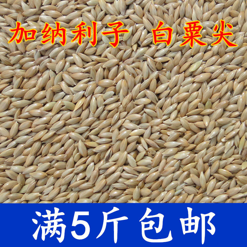 Ganali Subs White Tip Scorn Pineal Peony Tiger Leather Bird Grain Golden Silk Nestle Pearl Wenbird Feed Parrot Bird Food 500g