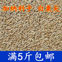 Ghanaian Lizi White-pointed millet Xuanfeng peony tiger skin Canary Pearl bird feed Parrot bird food 500g