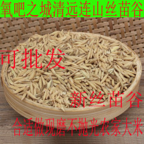 2021 Lianshan Farmers Self-retained Seedling Valley Ivory Valley Meixiang Sticky Valley Oil Sticky Valley Xingu Xingu New Rice