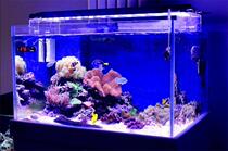 Large acrylic aquarium dragon fish tank custom kiss fish pedicure aquarium tank Ocean culture fish tank custom