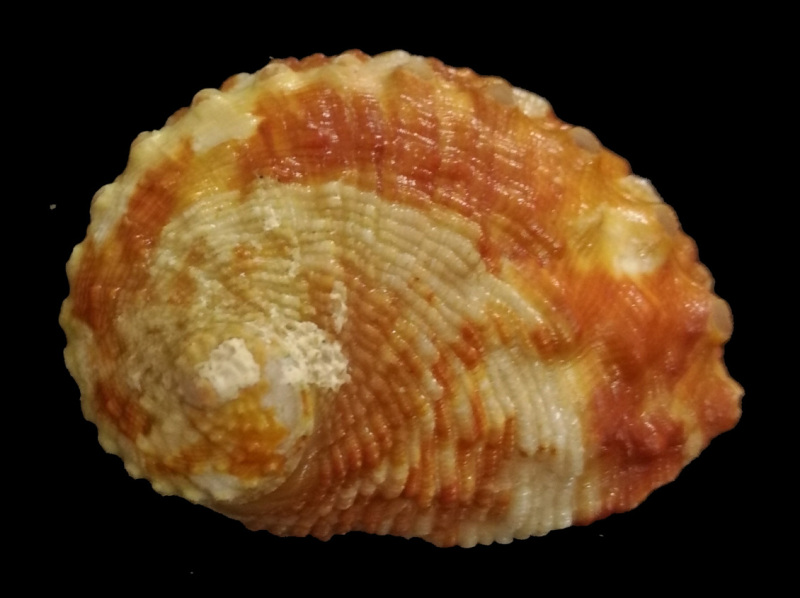 Sheep Abalone Haliotis Ovina Gmelin.1791 Sheep Abalone Haliotis Ovina Gmelin.1791
