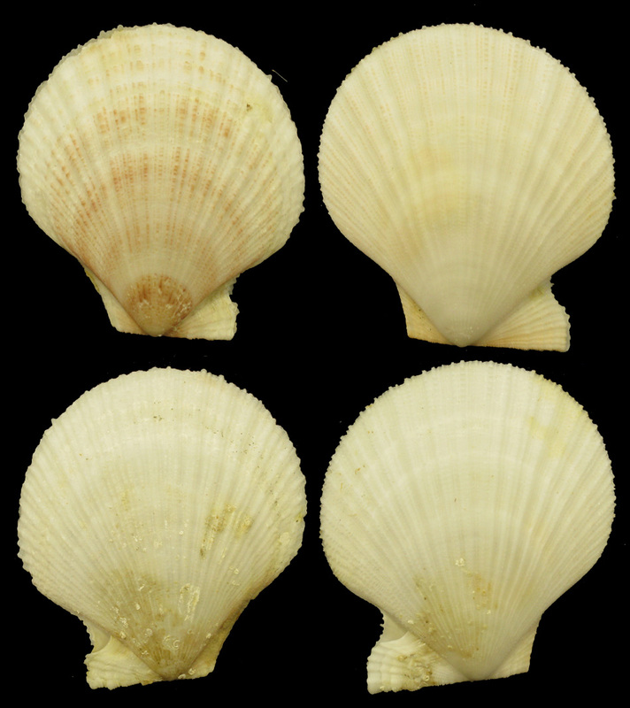 Arctic Sea Scallops Chlamys Islandica Erythrocomata Dall.1907 a Pair