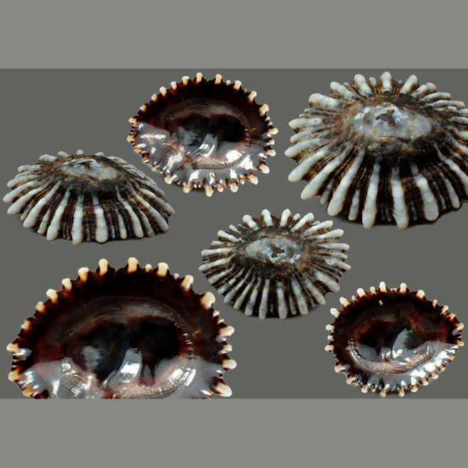 Siphonaria Maura Palmata