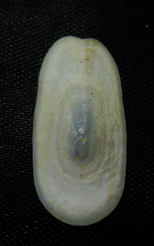 Horned Duckbill Snail Scutus Unguis Horned Duckbill Snail Scutus Unguis
