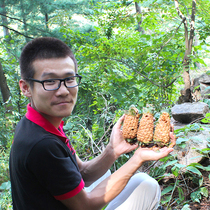 Creek flavor 2021 fresh northeast Red Pine Tower wild whole Big Pagoda raw water kernel pine nut granules