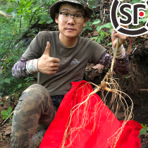 Xi Tao Changbaishan fresh person Jiang Huan Shenlin 10 grams of Jinxin 18 years