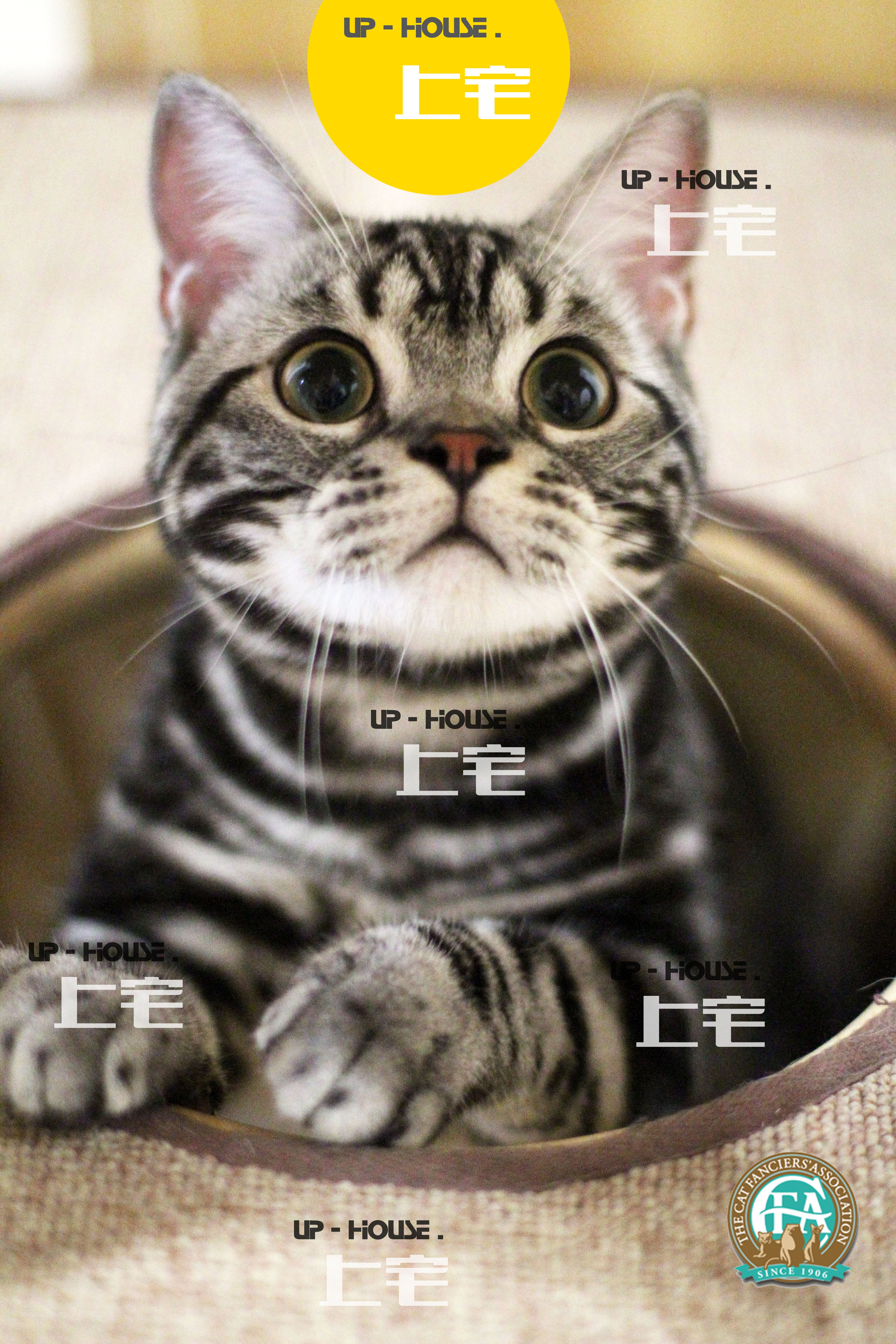 Upper home U P-H O U S E-C F A US short hairy cat US short silver tiger zebra with white cheese Living Cat-H-D D D