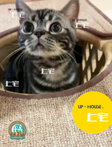 UP-HOUSE   CFA Pure American Short Cat Race Class Beauty Silver Tiger Live Pet Cat   DD