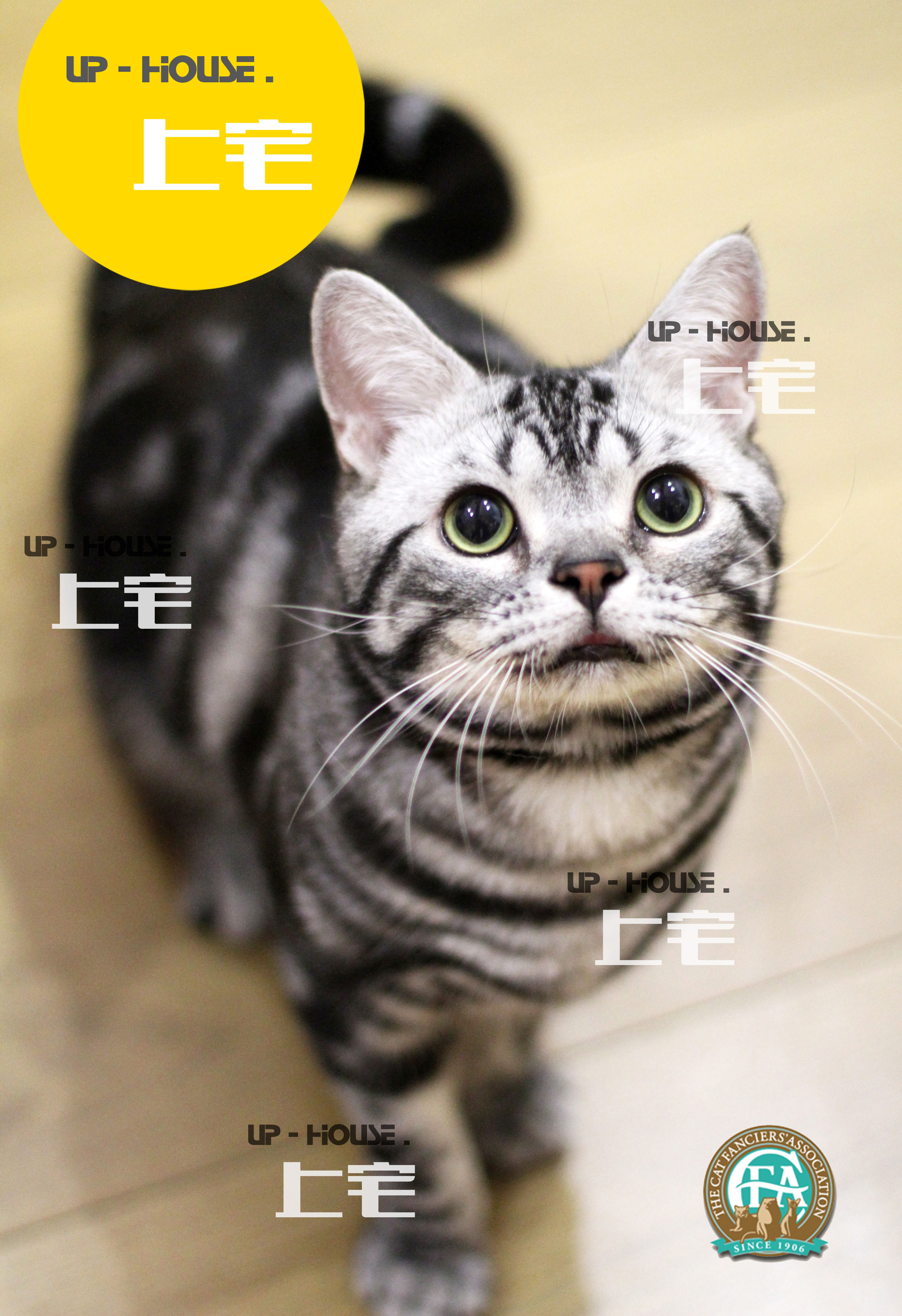 Mansion mansion C F A pure breed of double ancestry stage beauty short U.S. short hairy silver tiger spotted living pet Euphrates D D D