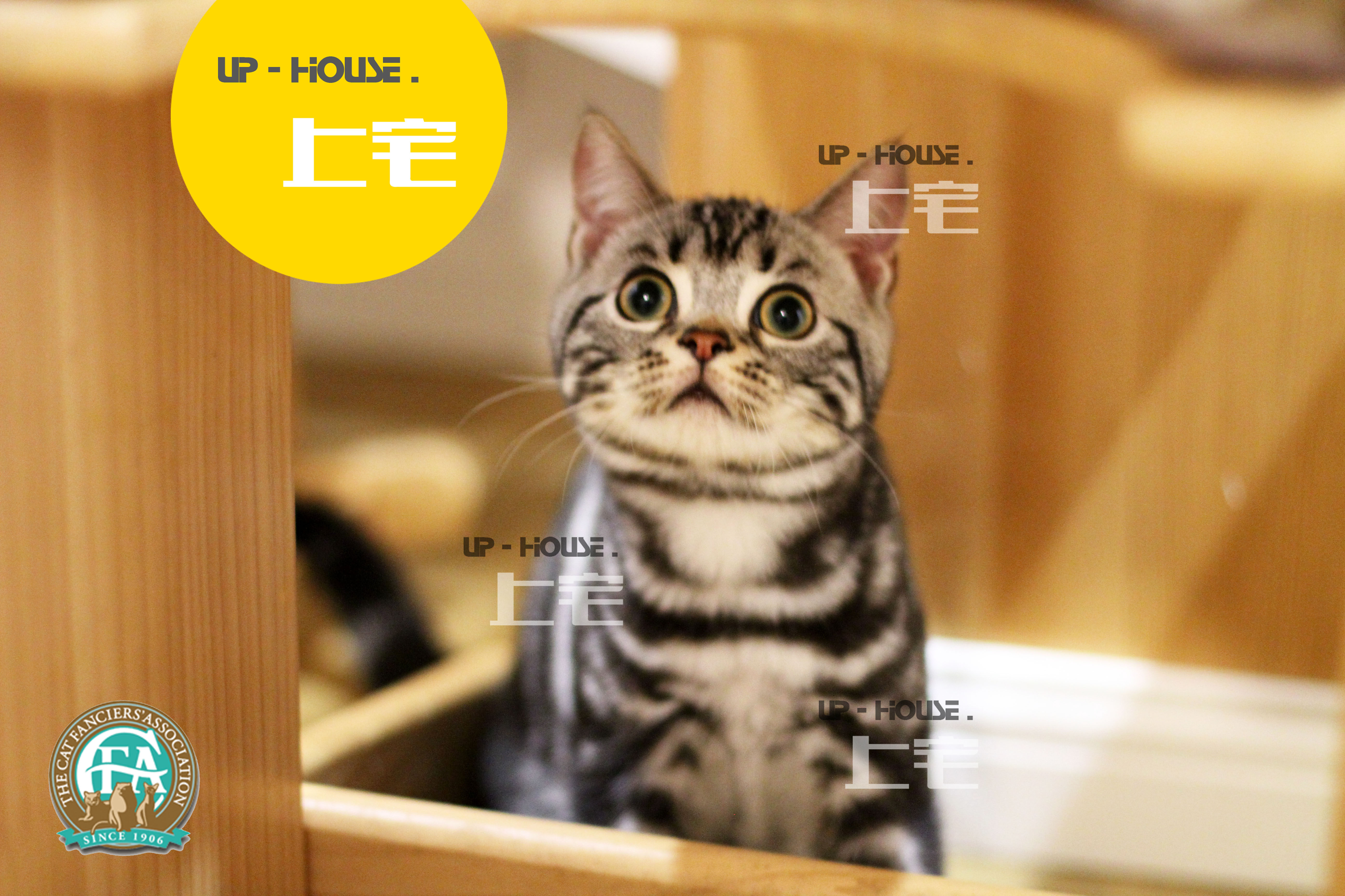 Upper house U P-H O U S E.C. F A pure breed American short hairy cat beauty short silver tiger spotted living pet cat S E Nano D D