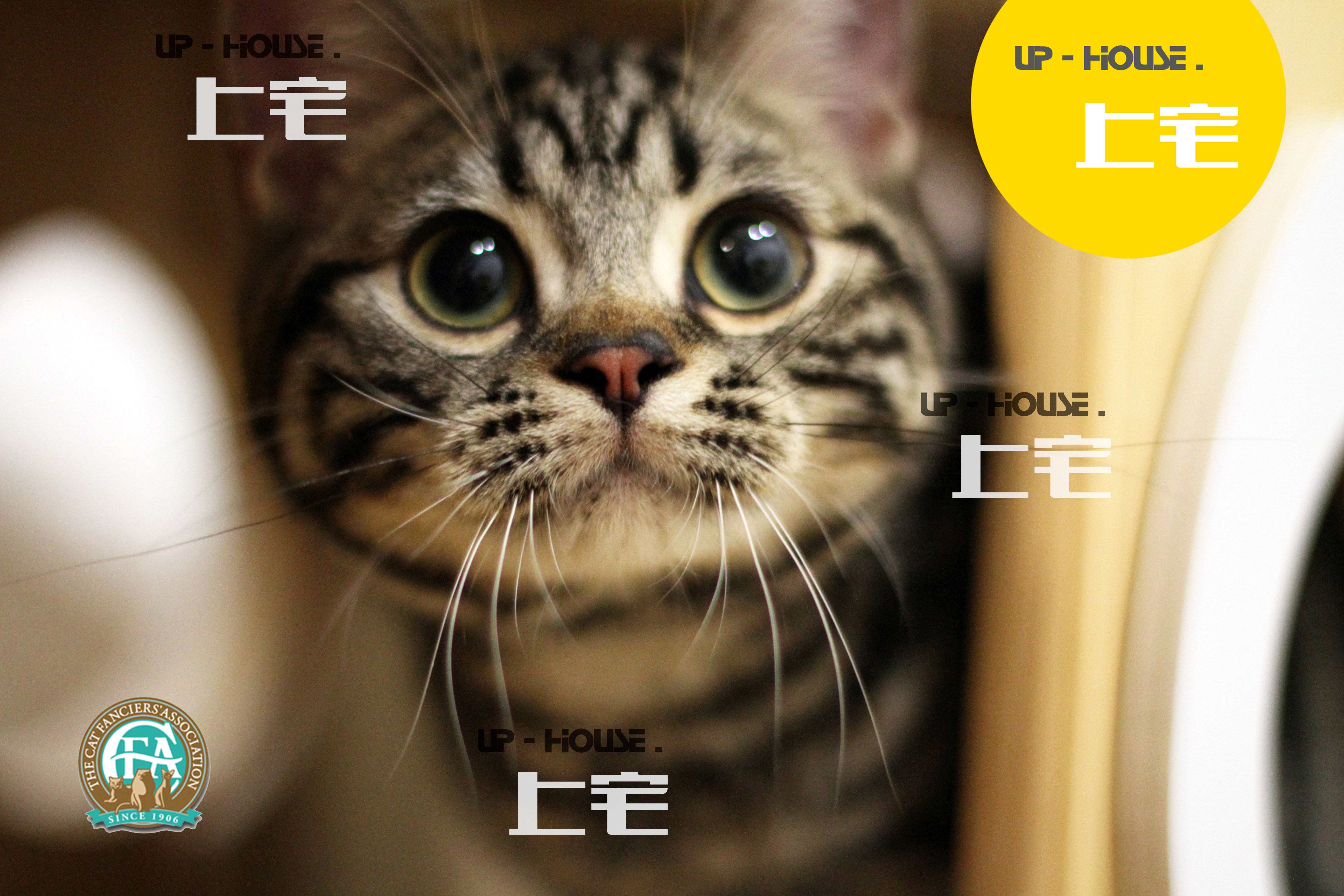 Upper house cat house U P-H O U S E.C. F A US short hairy race grade beauty short silver tiger spotted with white young cat living side M M