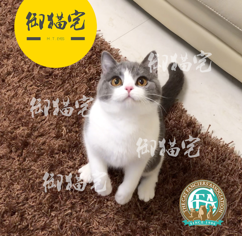 The Cat House C F A Pure Breezure British Short Hairy Cat British Short Blue Cat Blue White Young Cat Living Pet the LN N N MGM M M