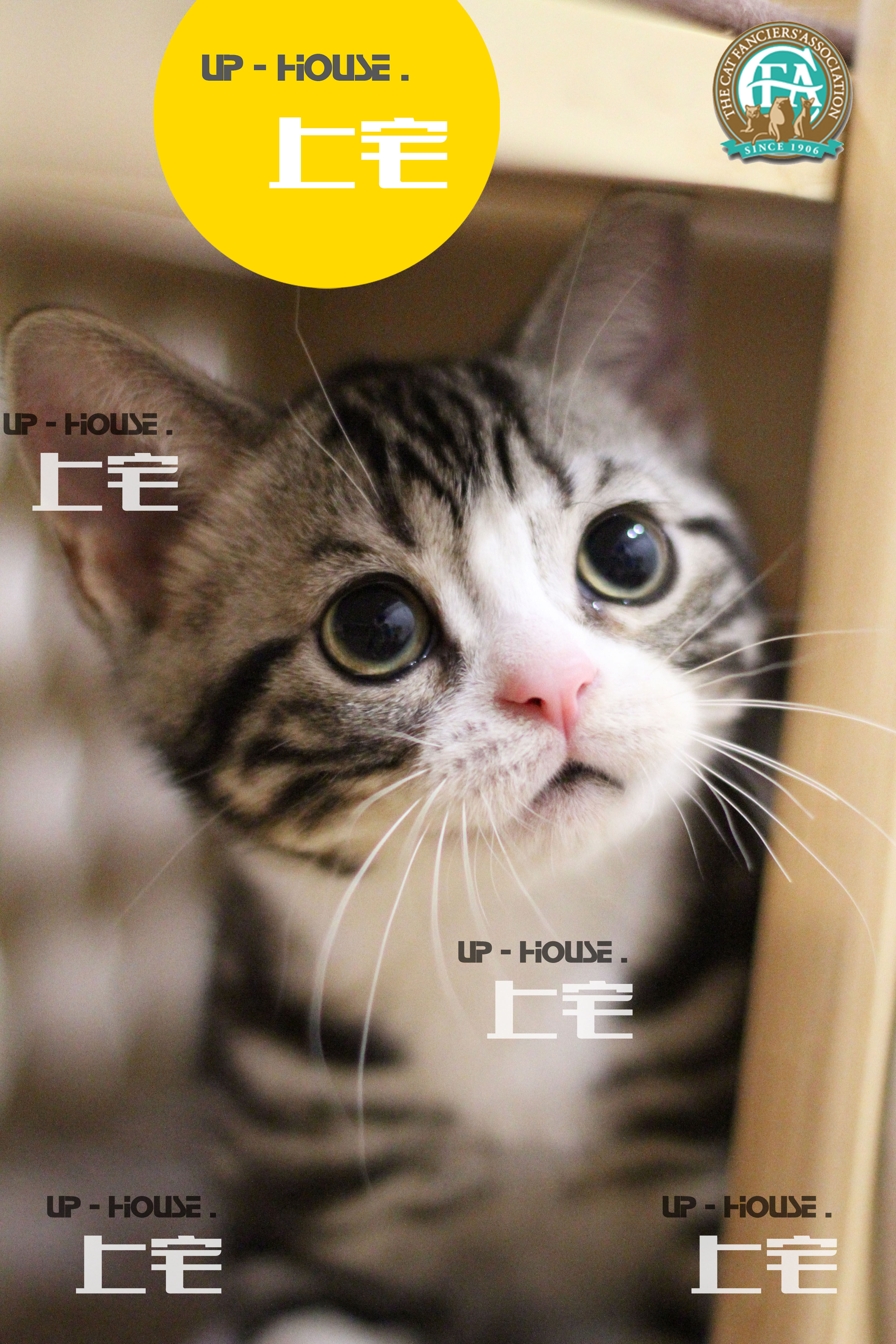 Shangzhai UP-HOUSE▲CFA American Shorthair American Shorthair Silver Tabby and White Cheese Live Cat▲CD▲DD