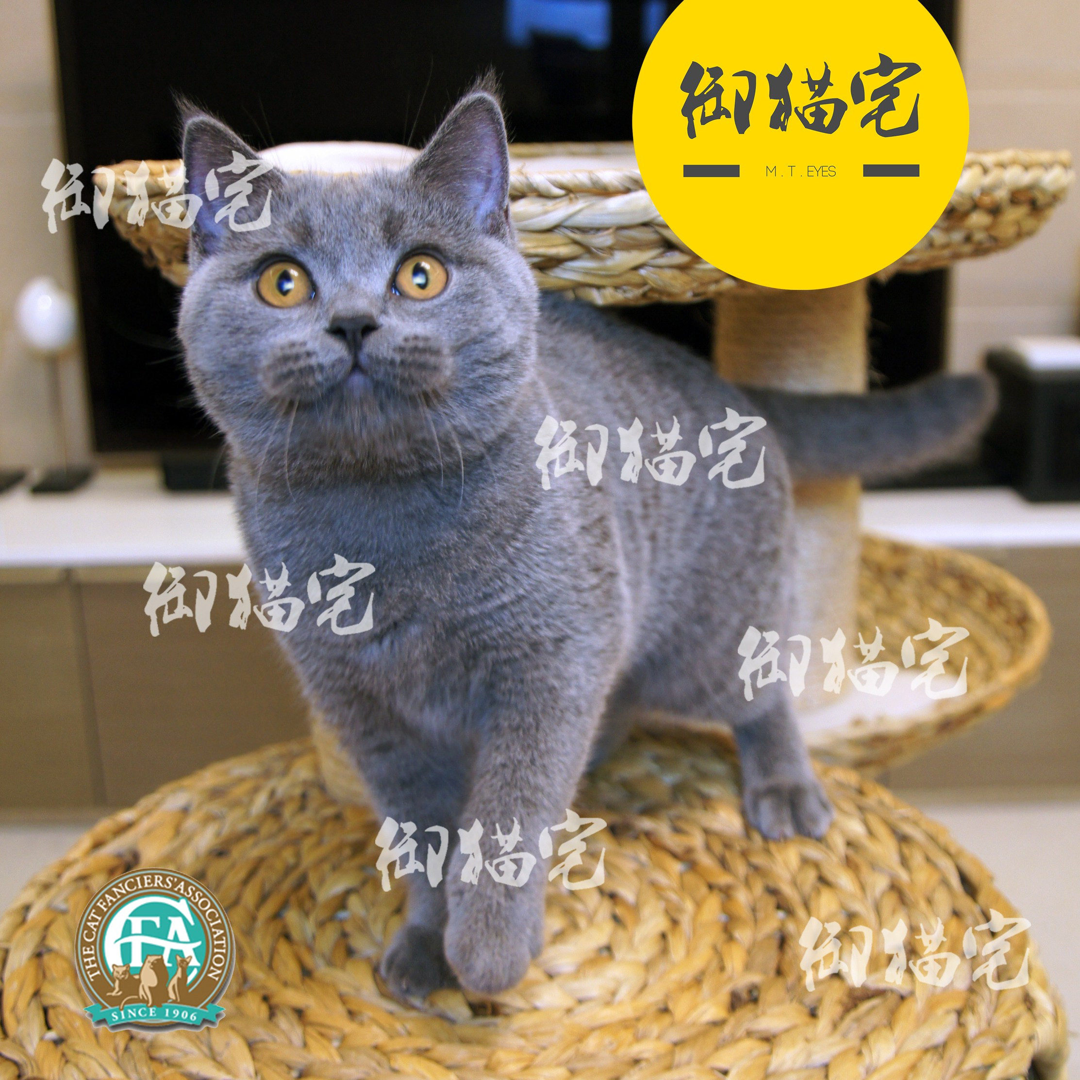 Cat Residence C F A Pure Breed British Short Fur Cat Racing Class English Short Blue Cat Living Pets MOTHER MATCH BLOOD