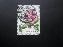 Special 61 peony-letter back (big poke good poke) short teeth-physical shooting-24472