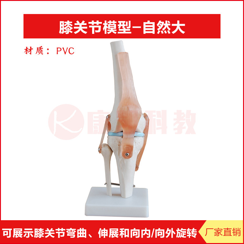 膝关节模型人体六大关节模型骨骼韧带结构造医院骨科展示教学模型