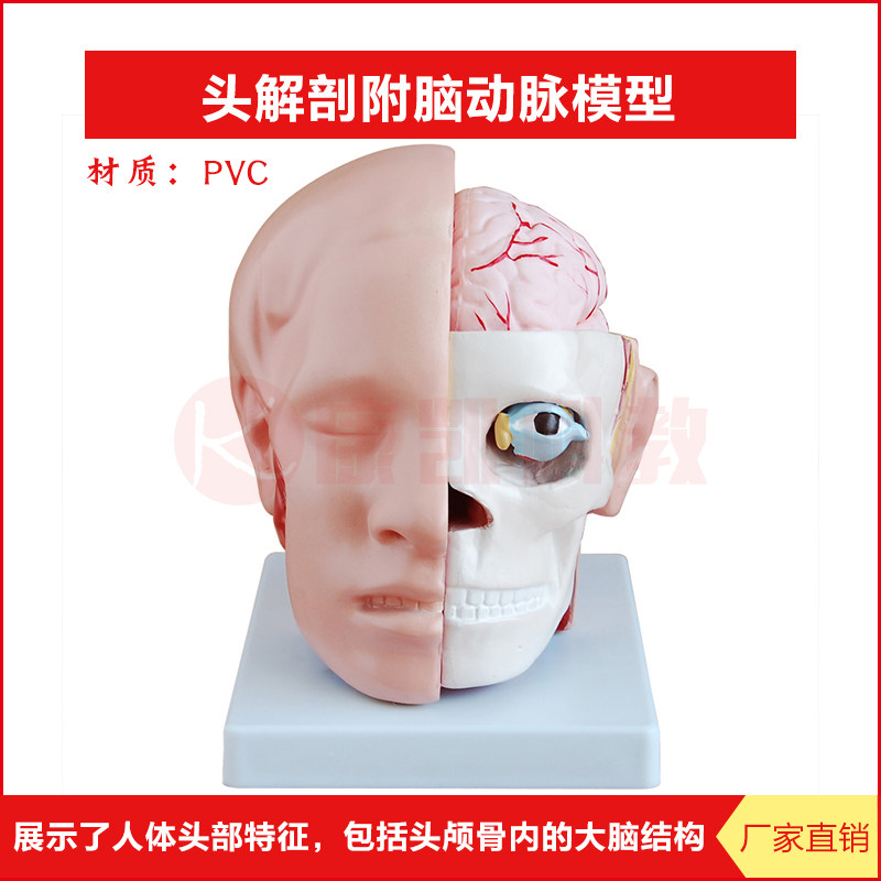 头部附脑动脉模型人体头部解剖模型颅内脑结构造展示教学大脑模型
