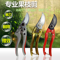 Small horticultural scissors Chinese medicine cut flower branches garden scissors pruning shears to pick apple trees orange fruits tomatoes and persimmons