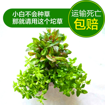 Real Water Grass Lump Grass Climbing Pearl Lump Grass Green Silk Red Leaf Lump Grass Beef Grass Real Water Grass Fish Tank Building