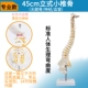 A2 Professional Spine 45 см стандартной физиологической кривой кривизны кривиза позвонки + таз