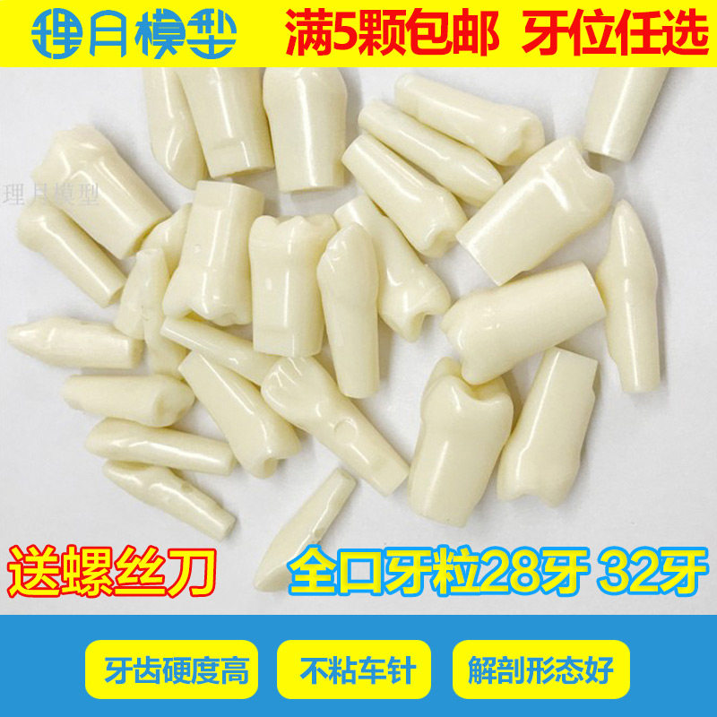 Preparation model Open pulp tooth simulation dental implant dental tooth grains Oral root canal in vitro tooth resin tooth examination special tooth