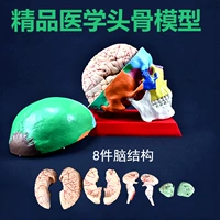 Физиологичный скелет, маленький съемный художественный череп, медицинская форма для школьников и студентов, обучение