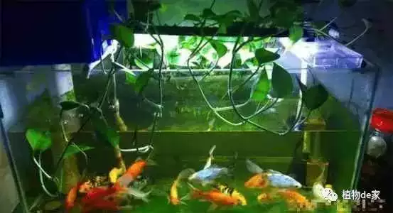 黃金葛和金魚更配哦 不用換水黃金葛還瘋長 淘寶海外 黃金葛和金魚更配哦 不用換水黃金葛還瘋長 淘寶海外