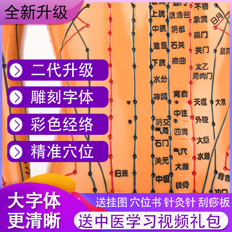 男女经络针灸模型 可扎针人体穴位模型 中医教学人体模型 Meltlove穴位教学模型