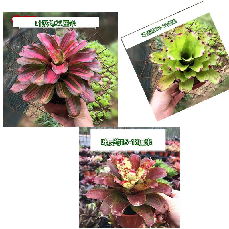 Middle-large water pineapple rainforest landscape landscape of landless plant indoor potted reptile frog habitat