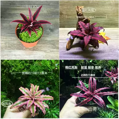 Ji pineapple Air pineapple Multicolored stagnant water Pineapple Lazy plant Rainforest tank Ecological land and water tank landscaping plant