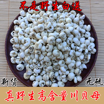 Wild authentic Sichuan Fritillaria special grade 100g pine shellfish sulfur-free Chinese herbal medicine Chuanbei powder whole arms holding the moon Sichuan Chuanbei