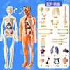 Movable Human Body Model Organ Structure Disassembly and Assembly Skeleton Internal Organs Muscles Medical Simulation Anatomy 3D Science and Education Toy