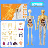 Movable Human Body Model Organ Structure Disassembly and Assembly Skeleton Internal Organs Muscles Medical Simulation Anatomy 3D Science and Education Toy
