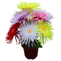 Simulation flower Chrysanthemum 9 dragon claw Chrysanthemum silk flower Grave sweeping bouquet Grave fake flower sacrifice plastic flower Cemetery decoration flower