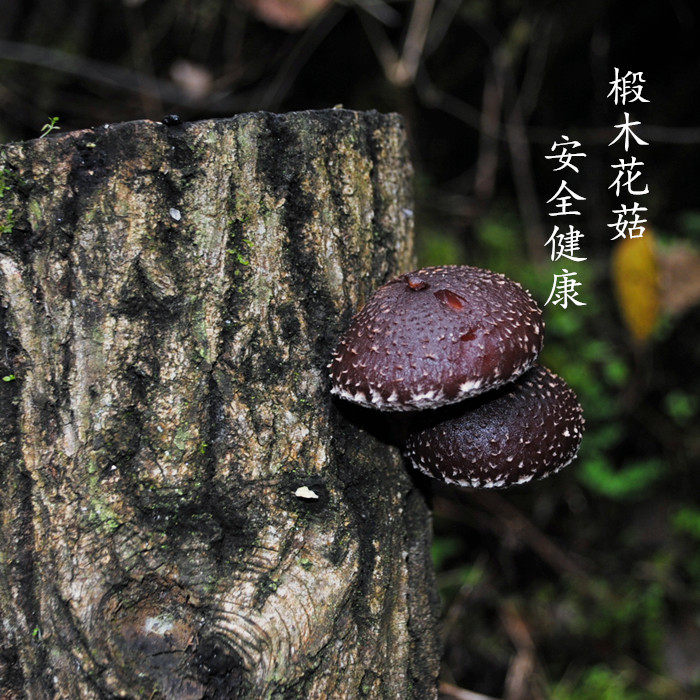 Wild linden wood flower mushrooms dry stock Special grade 250g wild flower mushrooms dried mushrooms dried mushrooms