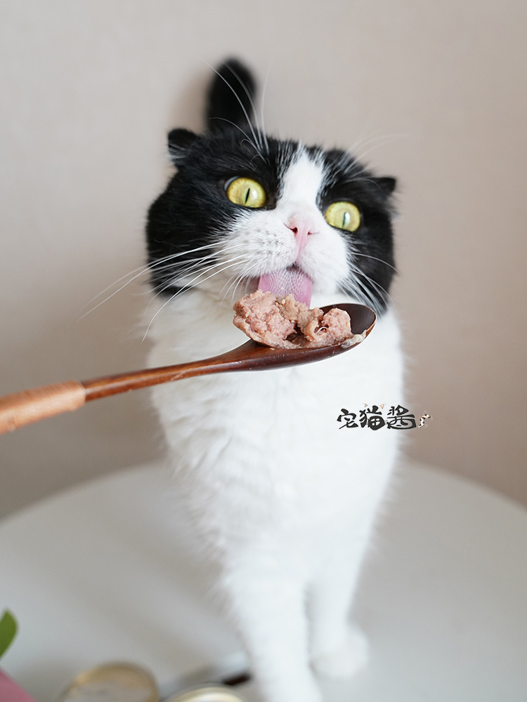 Nước sốt mèo nhà CaTor 喵 喵 喵 幼 猫 猫 猫 - Đồ ăn nhẹ cho mèo hạt canin