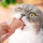 Соус для домашних кошек Yihe Meow и консервированный влажный корм для домашних животных с тунцом и курицей, закуски для домашних животных, 85 г x 4 банки mini 3