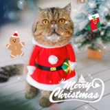 Домашний соус кошачий соус Пети -Плейс олимпийский кот милый и смешная трансформация косплей Трехмерная одежда Фотография одежда