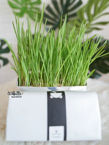 Каталическое соус искренне, искренне без карты, кошачья трава, почва, без гидропонка почвы, закуски для мяты кошки