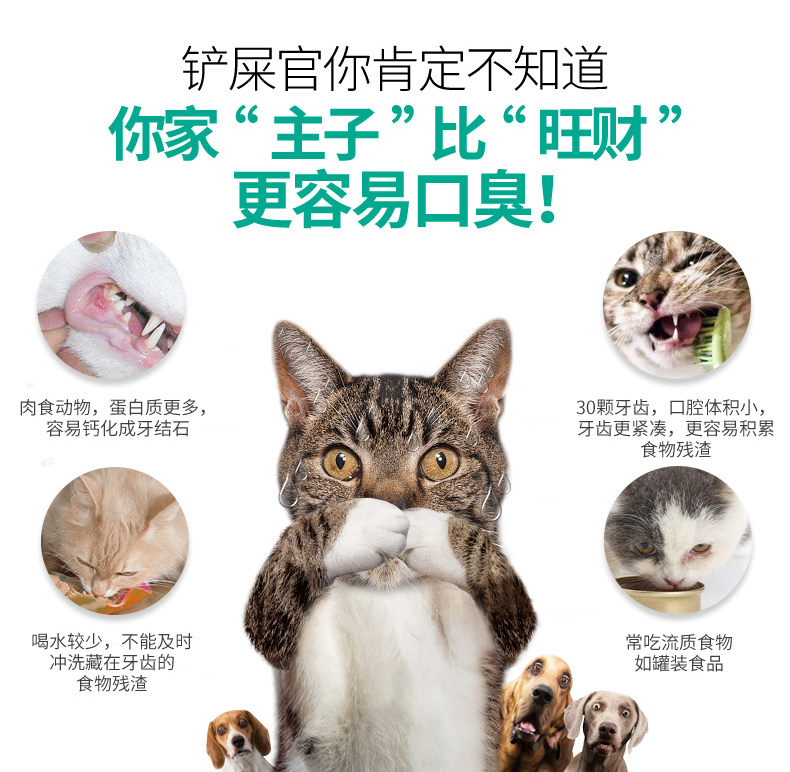 Nước sốt mèo nhà 3 giọt hơi thở thơm mát mỗi ngày Mèo sạch răng Hơi thở thơm mát Nhập khẩu đẹp hơn 65ml - Cat / Dog Beauty & Cleaning Supplies chải lông mèo