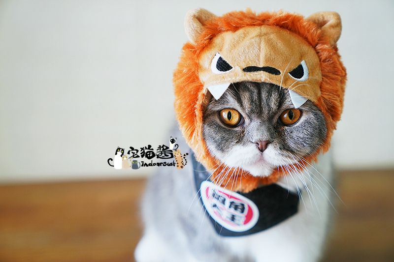 Nhà mèo nước sốt petio piedi biến đổi trang phục mèo cosplay nhiếp ảnh trang phục mũ nón thú cưng - Quần áo & phụ kiện thú cưng áo cho chó phốc