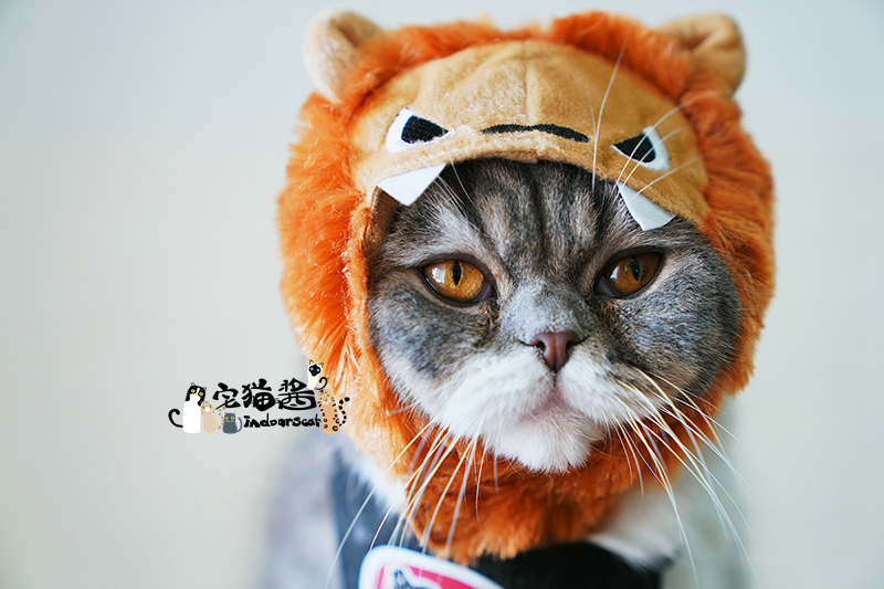 Nhà mèo nước sốt petio piedi biến đổi trang phục mèo cosplay nhiếp ảnh trang phục mũ nón thú cưng - Quần áo & phụ kiện thú cưng áo cho chó phốc