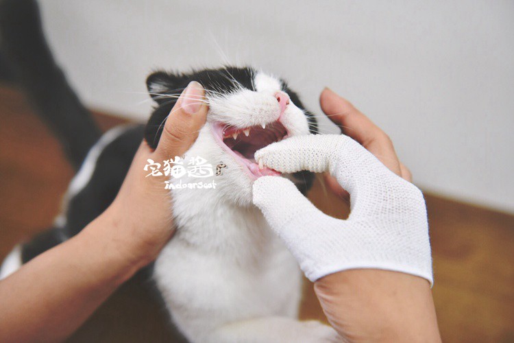 Nhà mèo nước sốt làm sạch bộ dụng cụ Nhật Bản tâm trí lên mèo mèo bàn chải đánh răng kem đánh răng ngón tay - Cat / Dog Beauty & Cleaning Supplies lược chải lông mèo