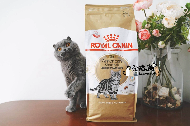 House Cat Sauce Royal Canin Royal Cat Food Beauty Short Cat Food ASA31 Shorthair Cat Main Food 2kg - Cat Staples