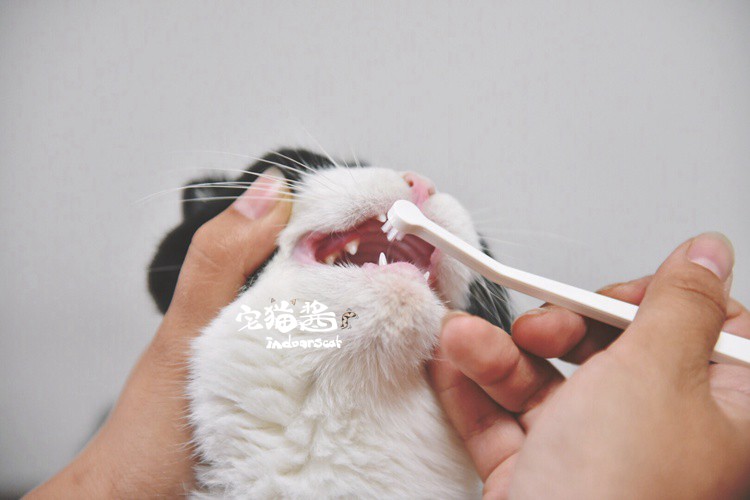 Nhà mèo nước sốt làm sạch bộ dụng cụ Nhật Bản tâm trí lên mèo mèo bàn chải đánh răng kem đánh răng ngón tay - Cat / Dog Beauty & Cleaning Supplies lược chải lông mèo