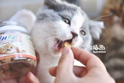 Nước sốt mèo nhà Meads inkat cat lông krill lecithin phục hồi độ bóng tóc giảm rụng tóc 65g - Cat / Dog Health bổ sung