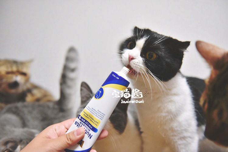 House Cat Sauce Cat Bổ sung dinh dưỡng Kem dinh dưỡng Wisconsin Kem dưỡng ẩm cho mèo tổng hợp nhanh 120,5g - Cat / Dog Health bổ sung Sữa dành cho chó trưởng thành